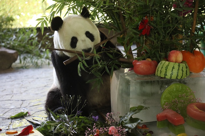 上海野生動(dòng)物園：大熊貓“嘉嘉”過(guò)十歲生日啦！